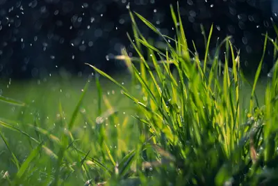 Fast lawn growth soil water: Aeration tips for healthy turf