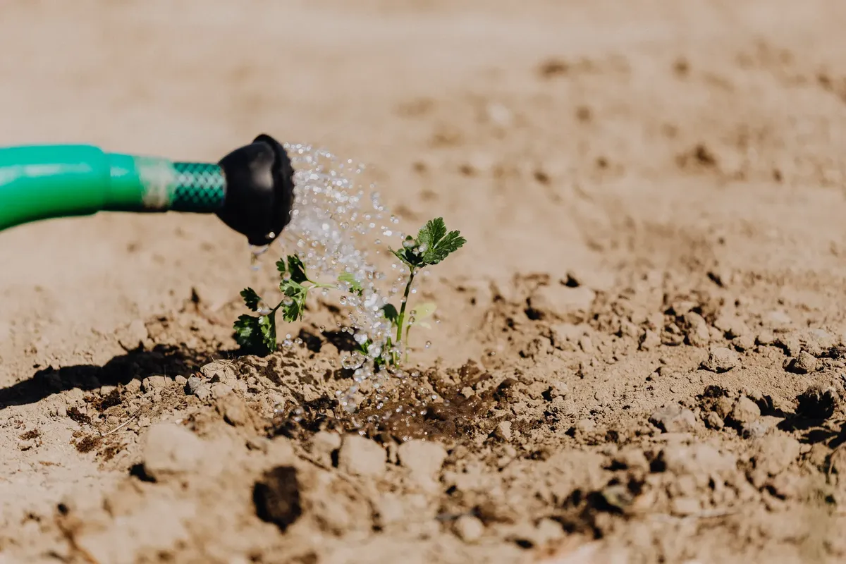 High angle of delicate baby plant growing from soil and irrigating from watering can on sunny day