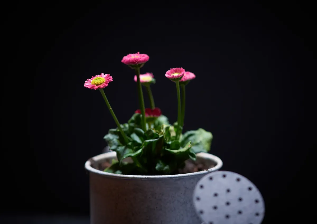 Delicate pink daisies bloom in a pot with a dark background, highlighting floral beauty.