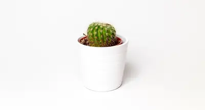 Potting soil guide: Choosing plants for pots success