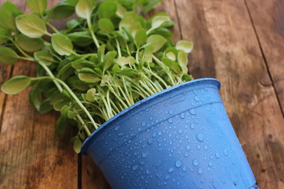 plant, pot, rain, nature, potted plant, basil, saplings, plant, plant, plant, plant, plant, pot, rain