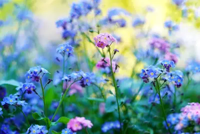 Why flowers won't bloom: 4 tips for blooming flowers