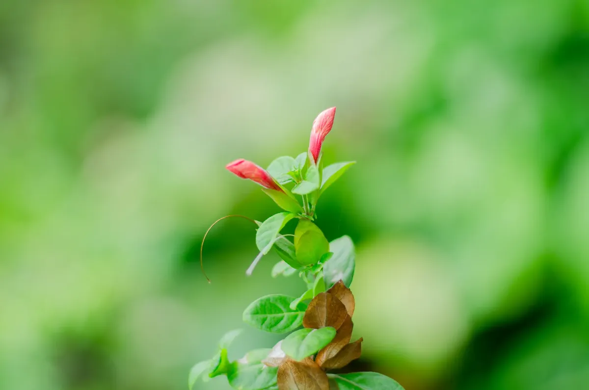A budding flower with vibrant green leaves, set against a soft blurred background.