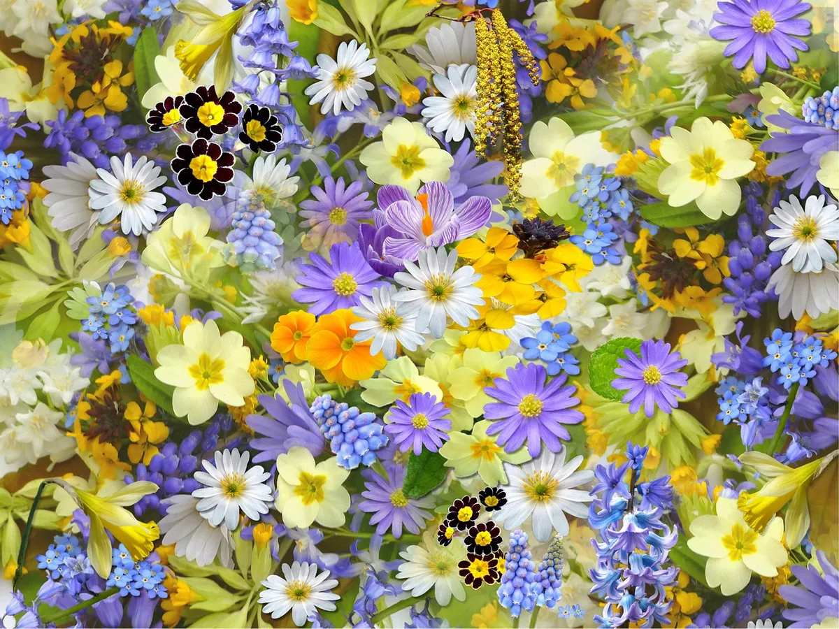 spring flowers, nature, flowers, collage, floral, beautiful flowers, blossom, beautiful, beauty, bloom, flower wallpaper, blooming, plants, flora, spring, flowe