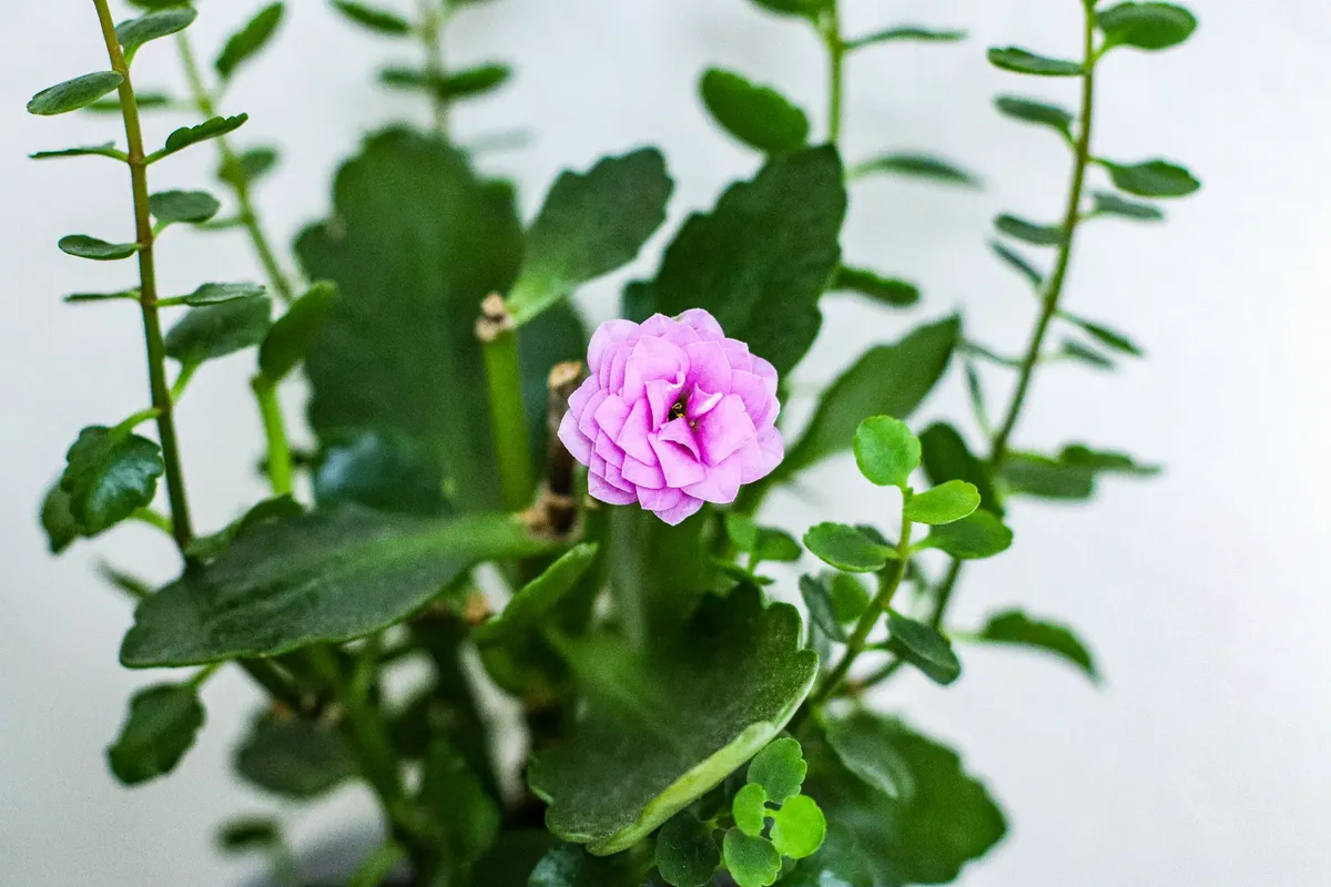 ピンクのカランコエの花に囲まれた豊かな緑の葉、トルコのサムソンで。