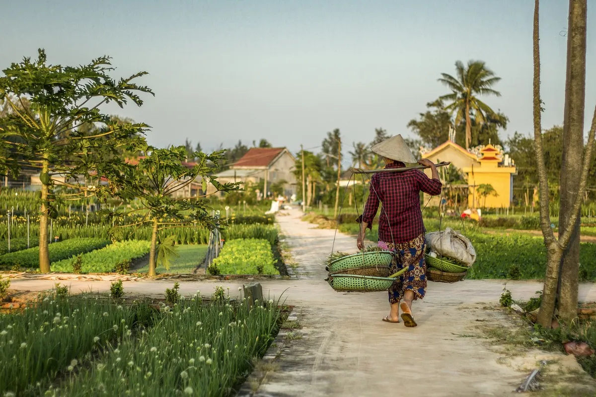hoi an, farm, farmer, plantation, agriculture, local life, vietnam, asia, vendor, travel, morning, hoi an, farmer, farmer, farmer, farmer, farmer, vietnam