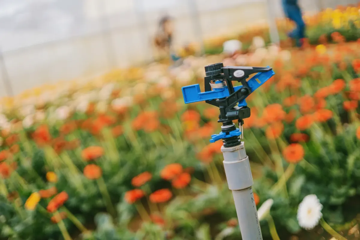 Close-up of a sprinkler in a colorful flower field, enhancing growth in a greenhouse.