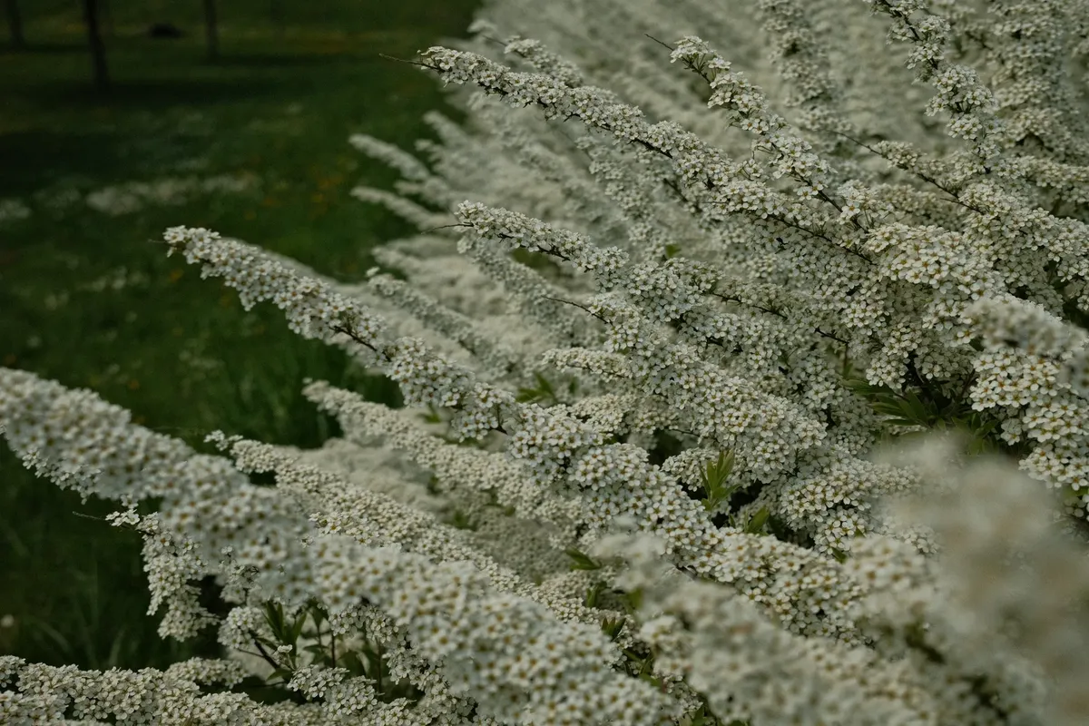 Lush spirea shrub with white blooms captured in a Poznań garden during spring.