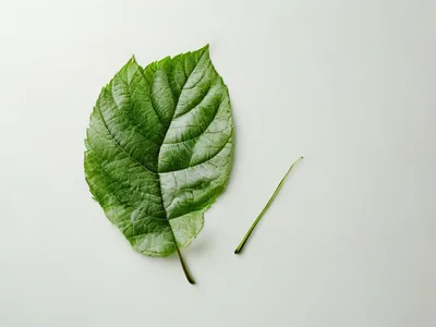 Tree shrub selection guide: Tips for choosing garden trees