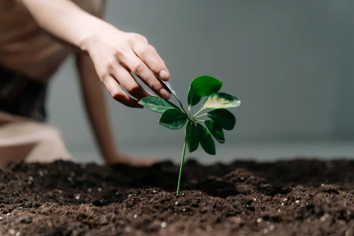 A close-up of a hand gently touching a young plant sprouting from soil, symbolizing growth and nurturing.