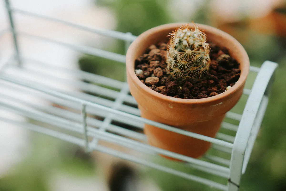 Close-up of a small cactus in a terracotta pot placed on a metal shelf.