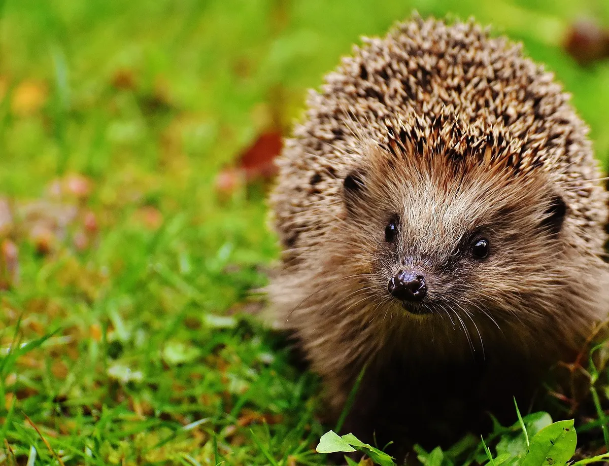 hedgehog, hoglet, animal, young hedgehog, spur, nature, garden, mammal, hannah, prickly, animal world, nocturnal, hedgehog, hedgehog, hedgehog, hedgehog, hedgeh