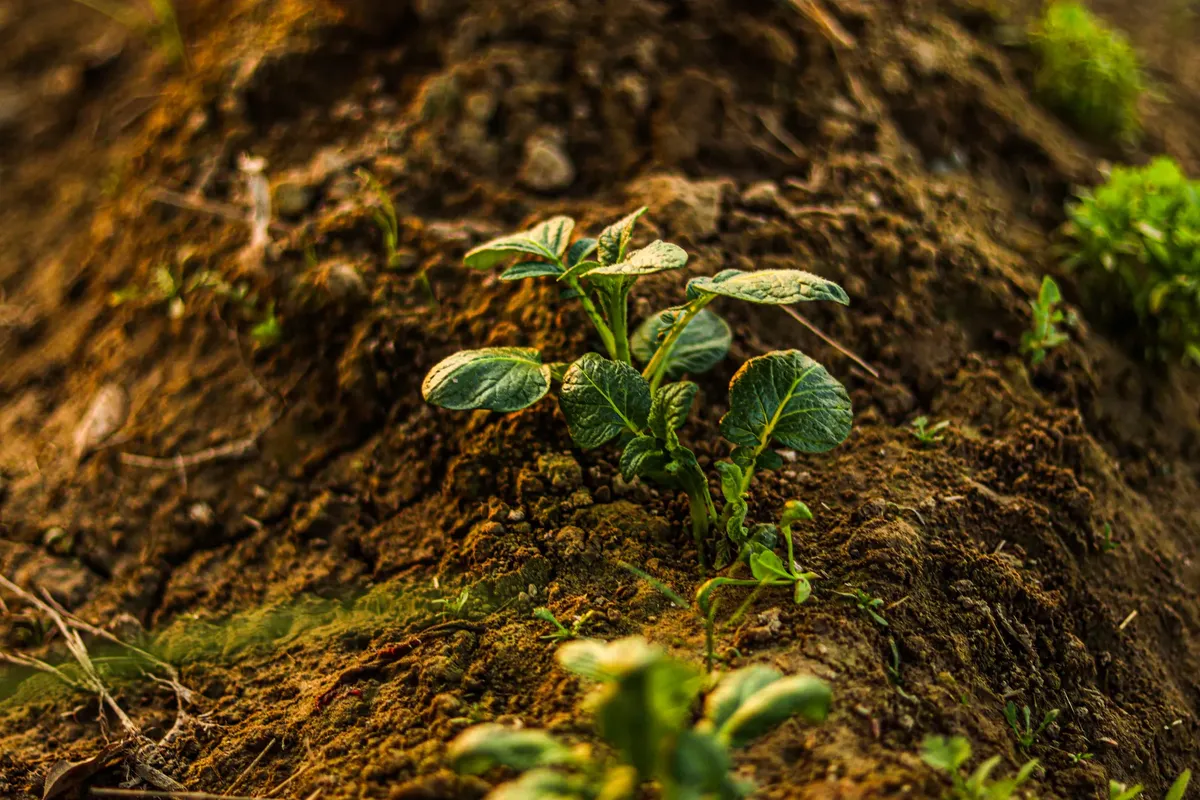 Close-up of a young potato plant emerging from soil in a garden.