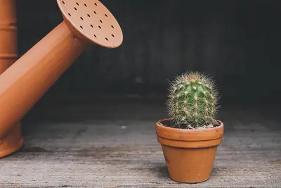 Seasonal pot care guide: Tips for managing seasonal lag