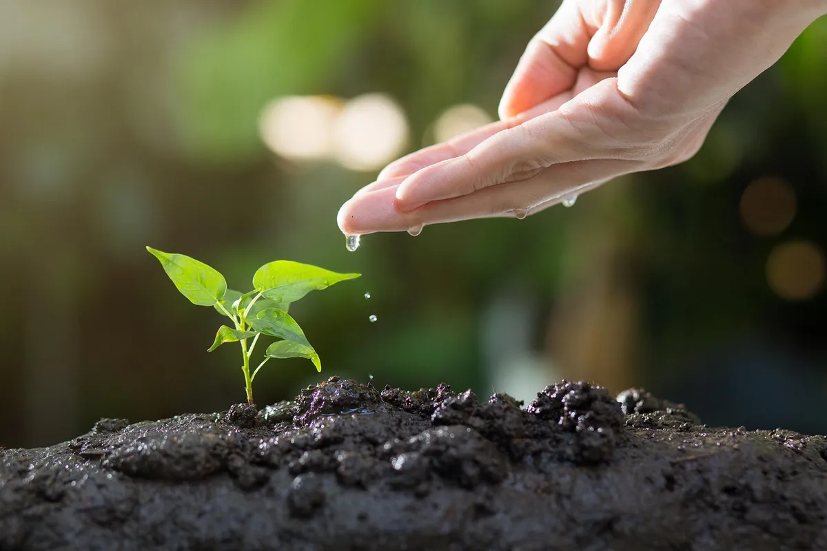 soil, plants, grow, agriculture, green, life, seed, tree, seeding, leaves, sprout, garden, environmental, ecology, growth, planting, spring, gardening, nature,