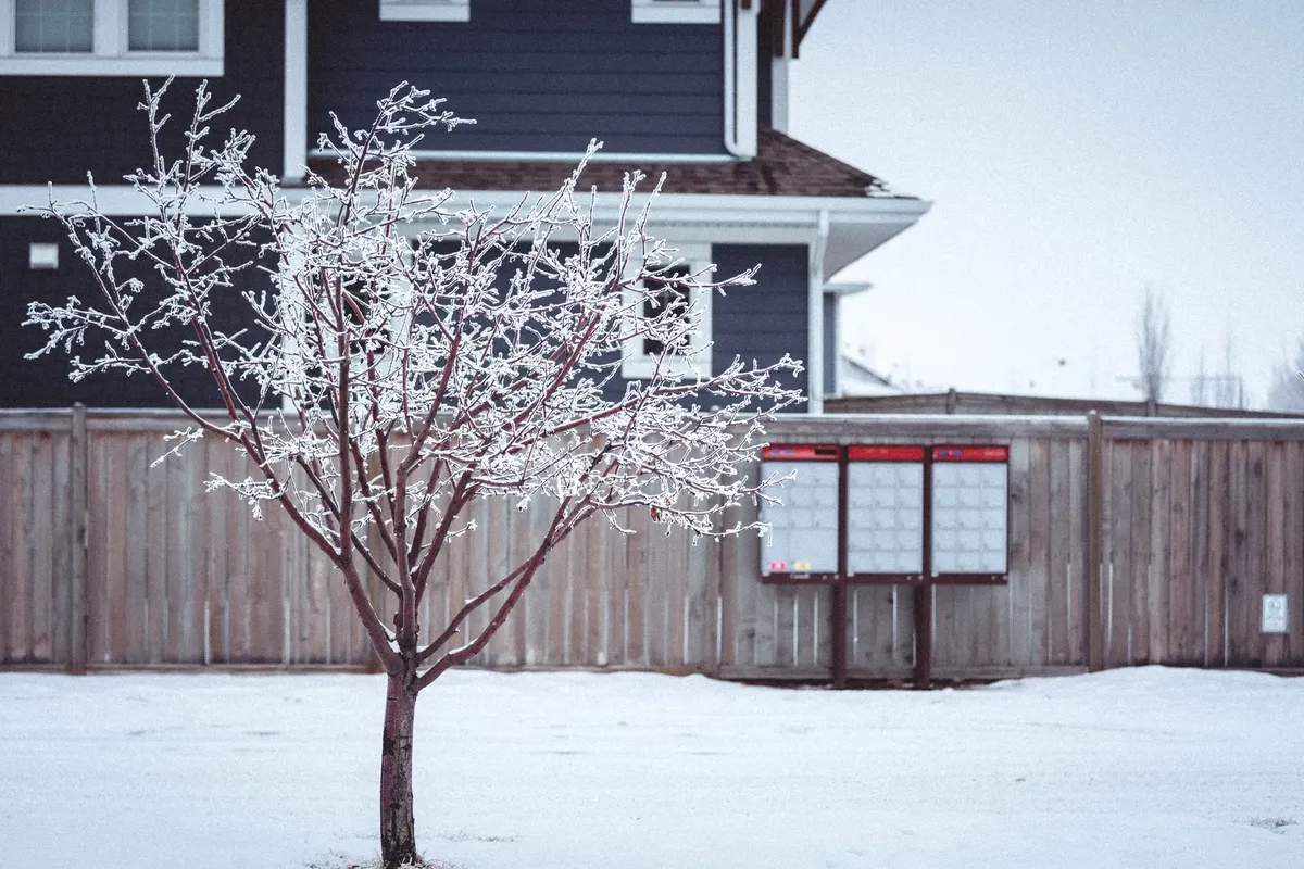 A leafless tree with frost against a snowy background and a fenced residence.