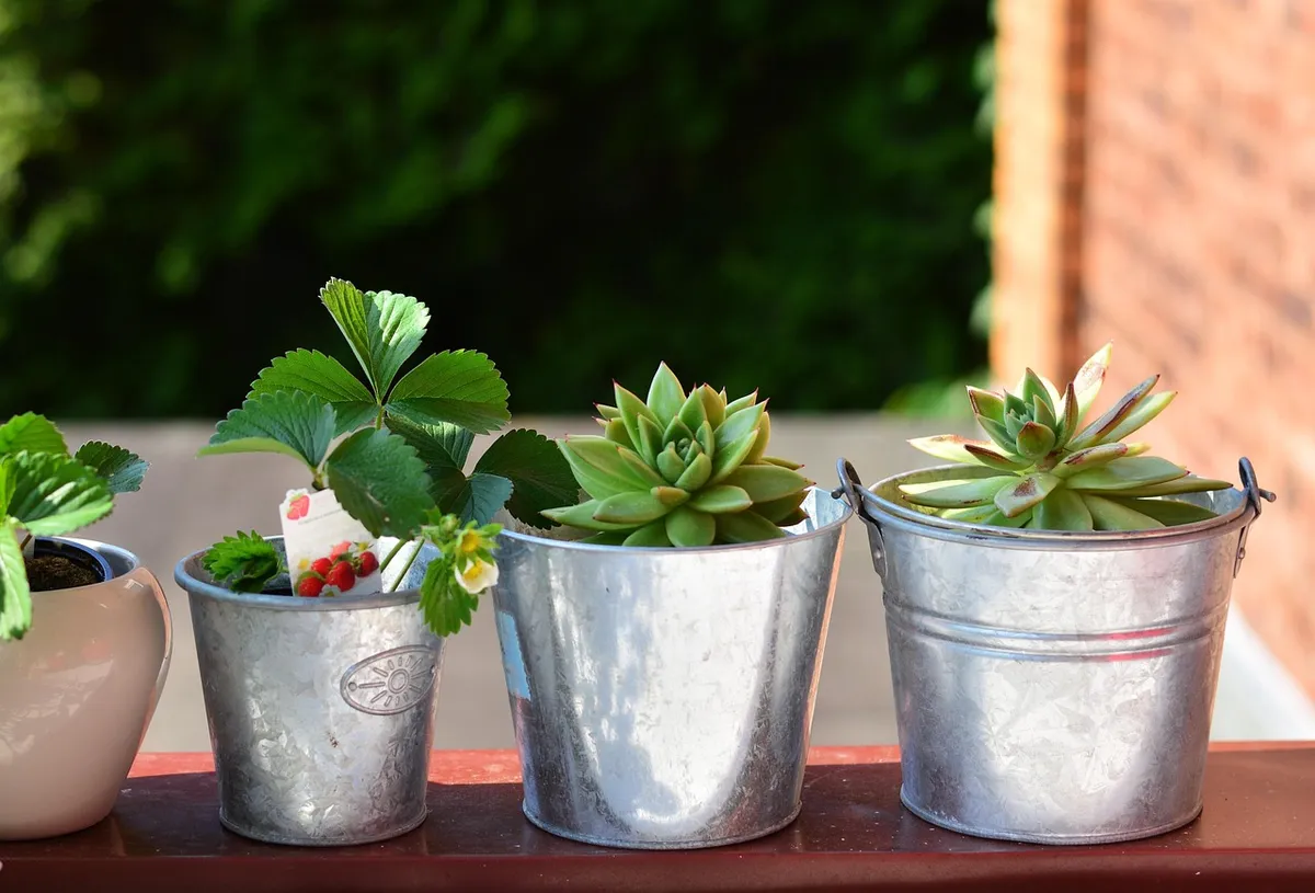 balcony plants, flower wallpaper, balcony, still life, flower pots, plants, row, cacti, nature, flower background, strawberry plants, reside, deco, beautiful fl
