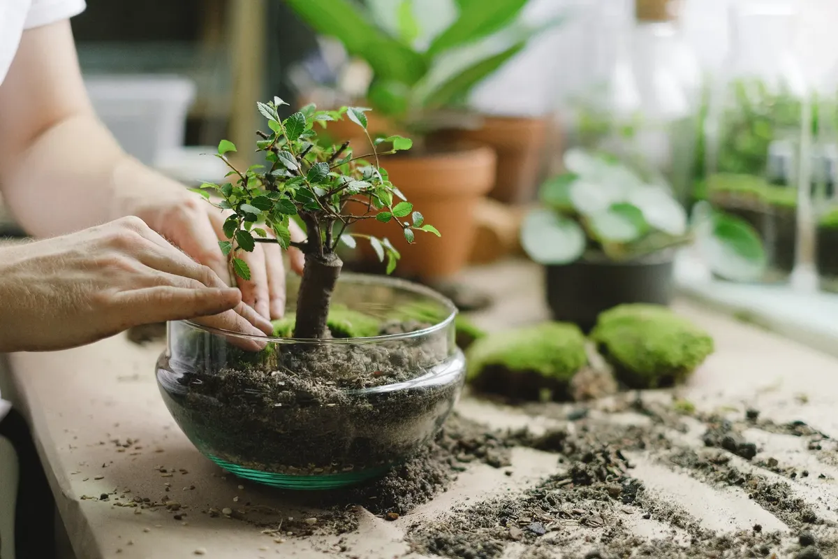Hands carefully transplanting a bonsai tree into a glass bowl terrarium on a table.