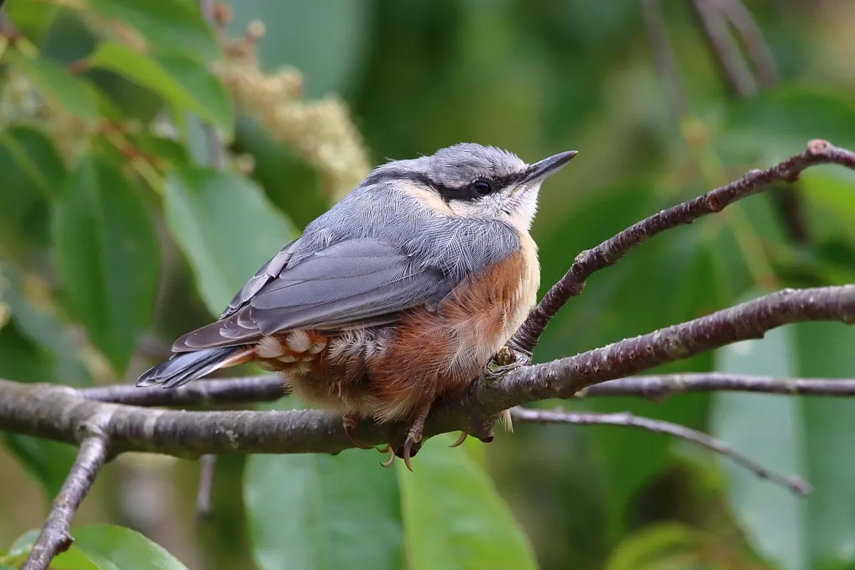 nuthatch, bird, animal, beak, feathers, plumage, perched, branch, tree, forest, nature, nuthatch, nuthatch, nuthatch, nuthatch, nuthatch, animal, animal, animal