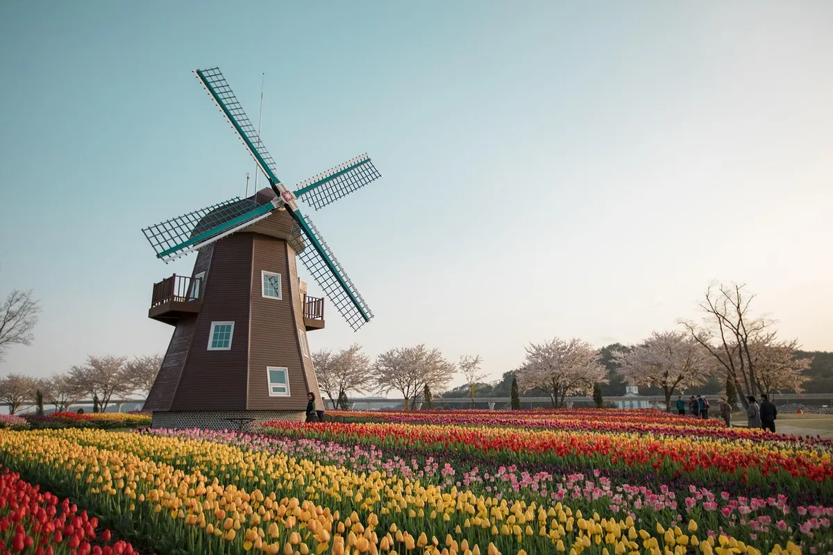 suncheon bay, the dutch garden, windmill, tulip, windmill, windmill, windmill, windmill, windmill