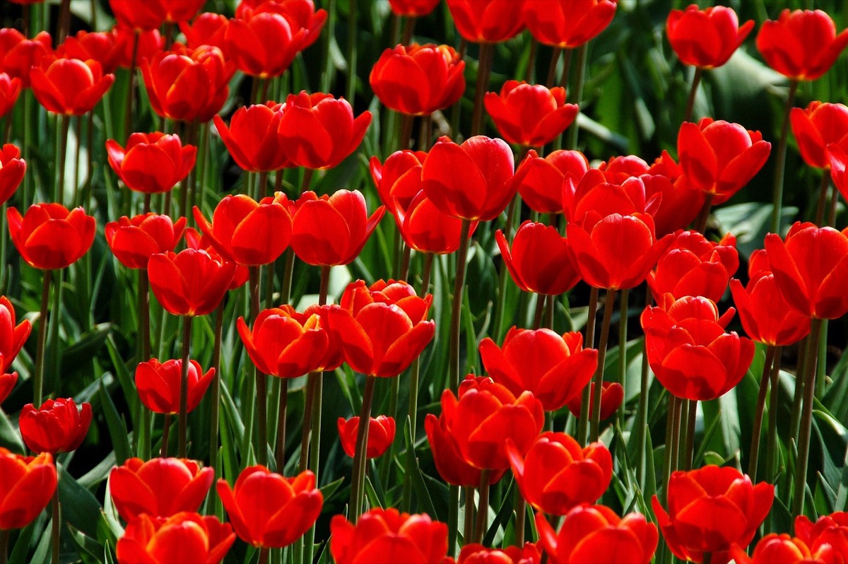 Natuurlijke planten in tuin