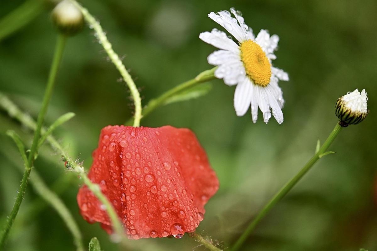 jardim com contentores de composta e barris de chuva