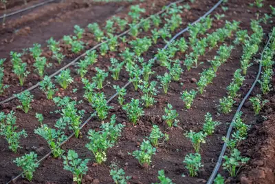 Jardín eficiente: 3 tips para riego por goteo y compostaje