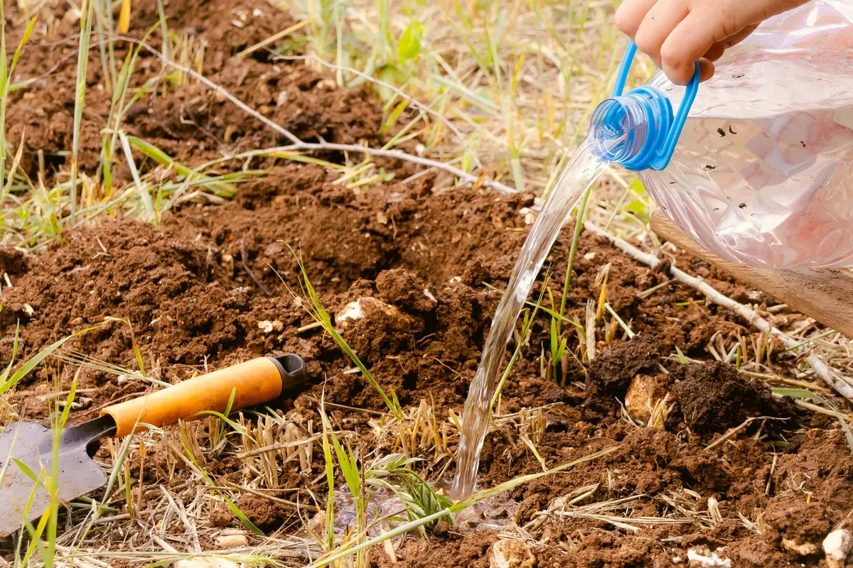 A hand using a plastic bottle to water soil in a garden setting, indicating sustainable gardening practices.