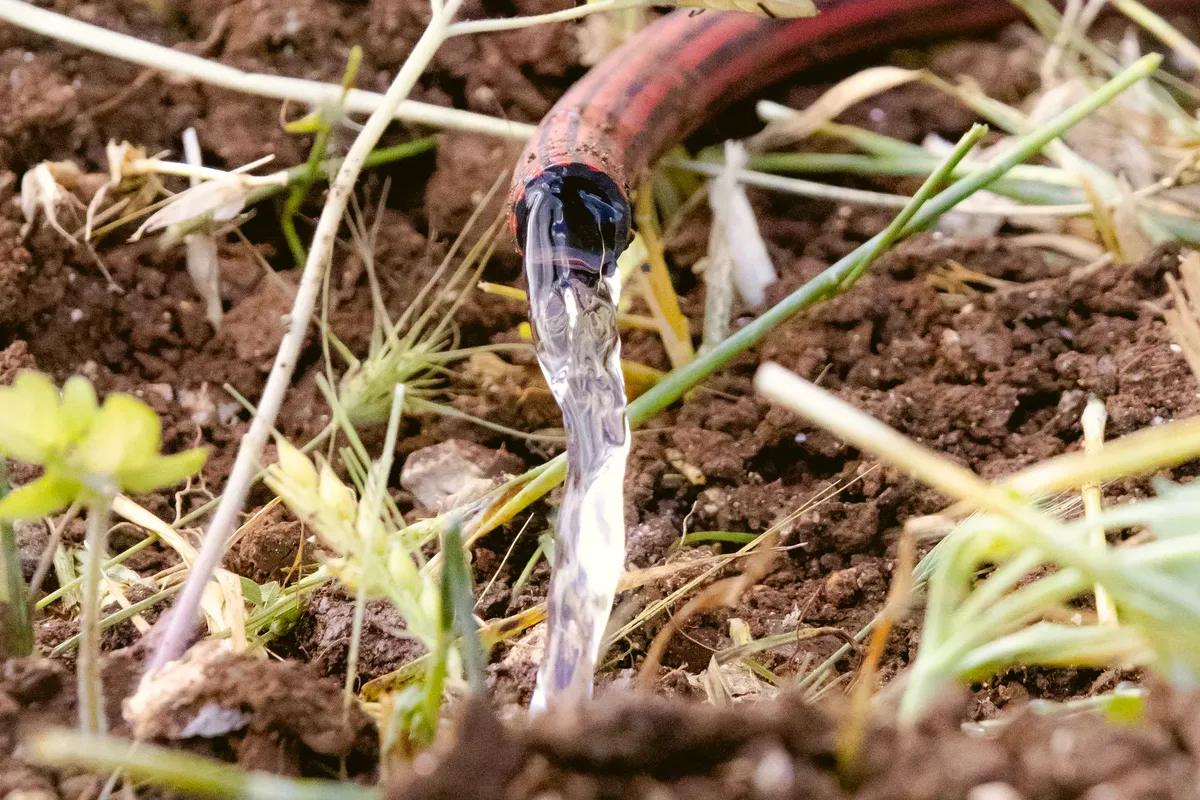 Close-up of a garden hose watering the soil among plants.