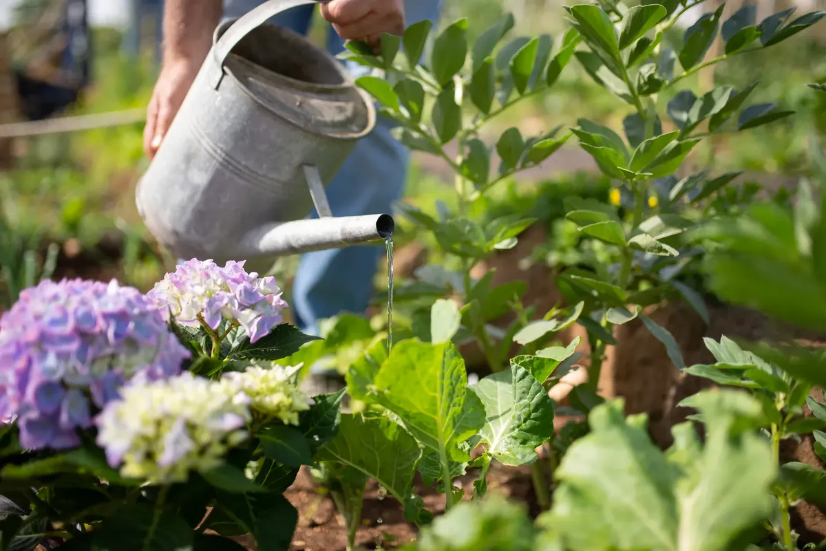Gardener tending vibrant plants with watering can in sunny Portugal garden.