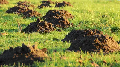 Pruning guide: Tips for managing plant size and growth