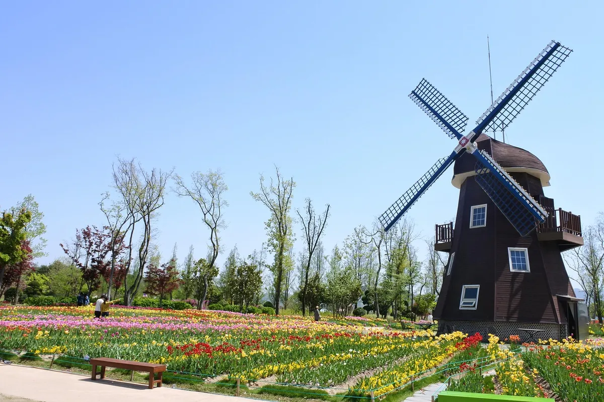 suncheon bay, flower, beautiful flowers, garden, nature, windmill, flower background, flower wallpaper, plant, korea
