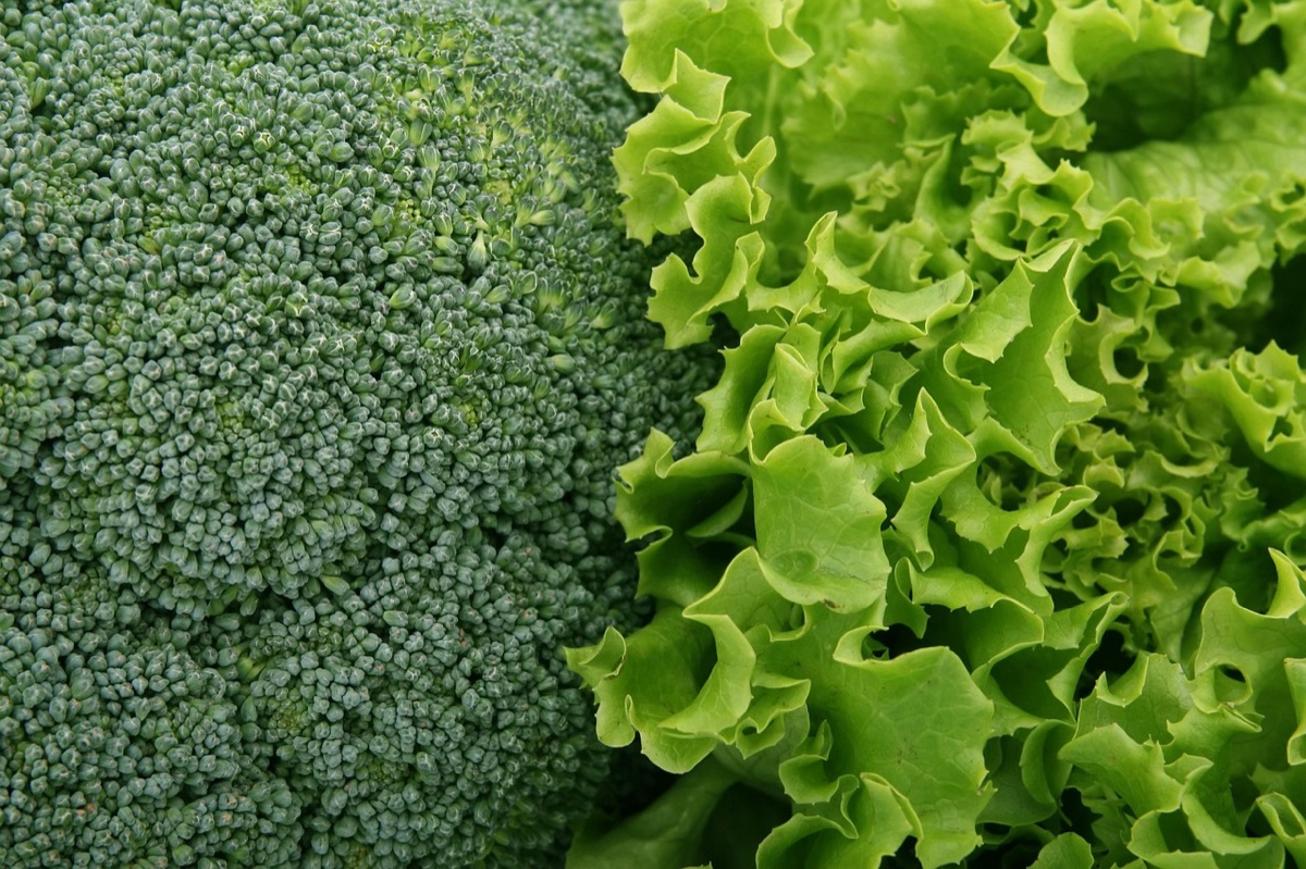Cesta de verduras orgánicas frescas recién cosechadas