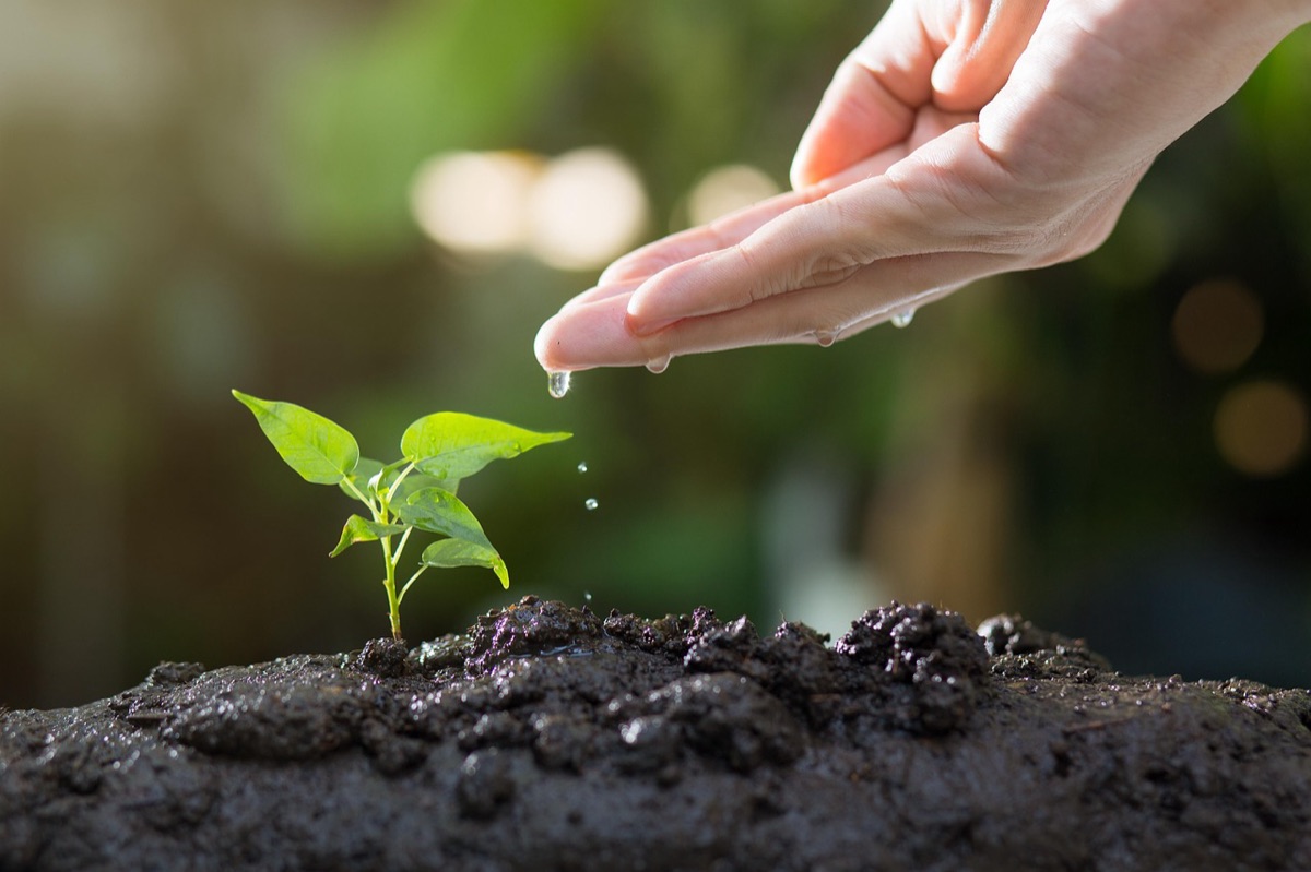 Primer plano de tierra rica en compost para el cultivo
