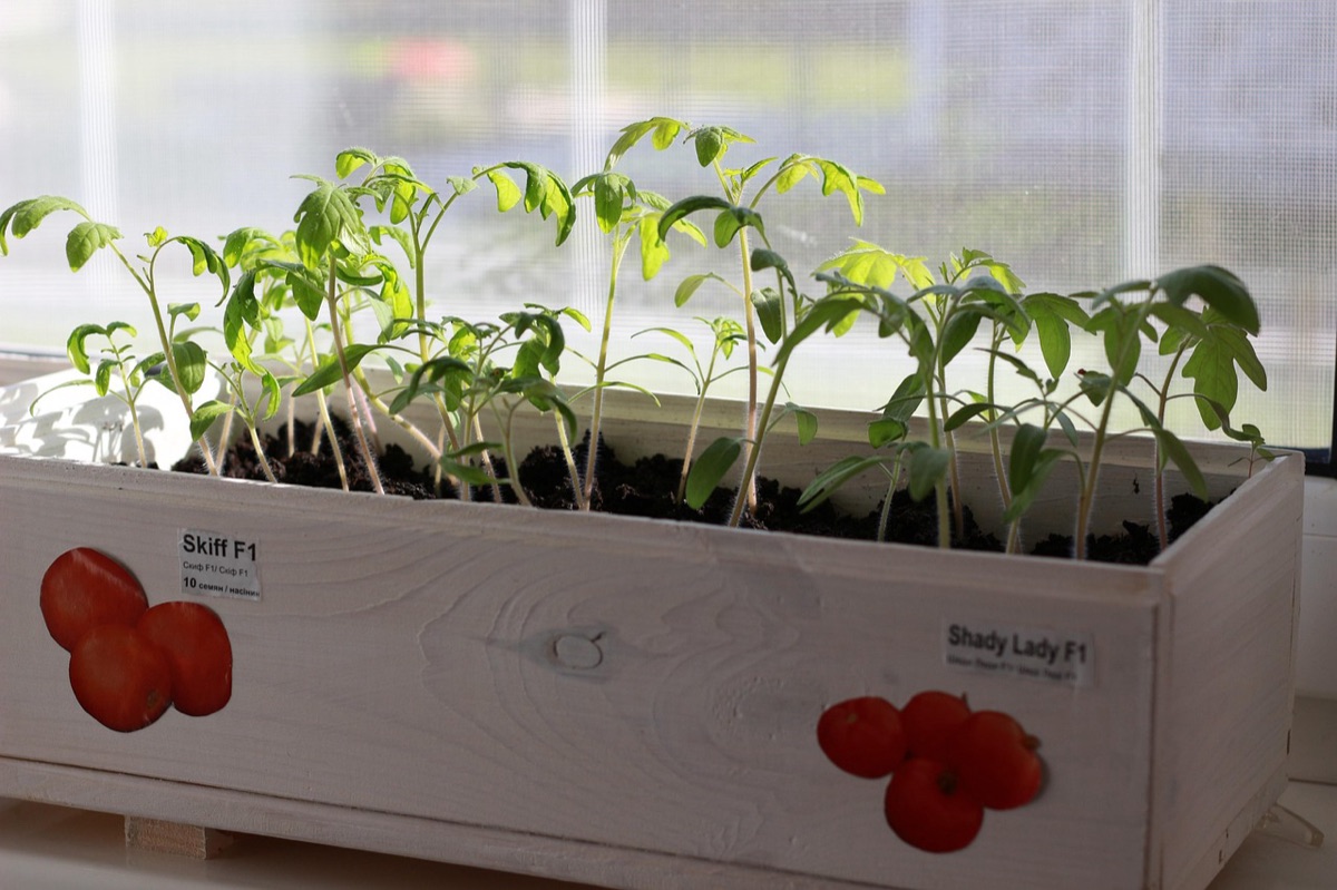Jeunes pousses de légumes biologiques prêtes à être plantées.
