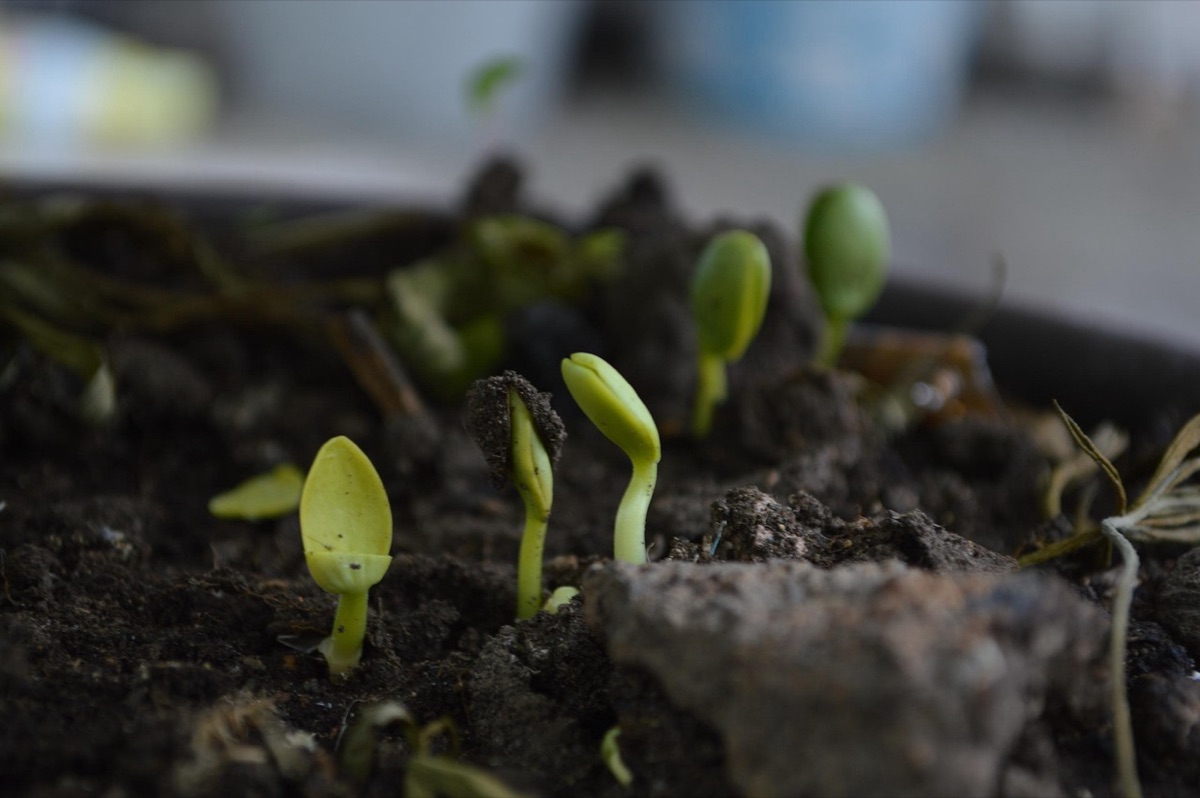 Terriccio fertile con compost e strumenti da giardinaggio