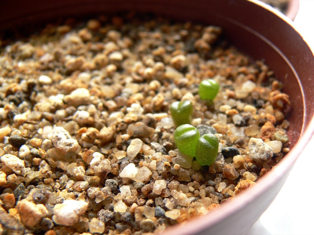 Mudas de vegetais crescendo em pequenos vasos para transplante