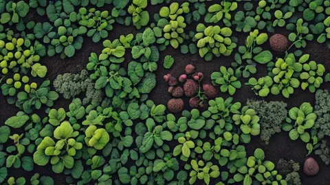 陽台種植攻略：利用3大土壤與水分原則輕鬆收穫新鮮蔬菜